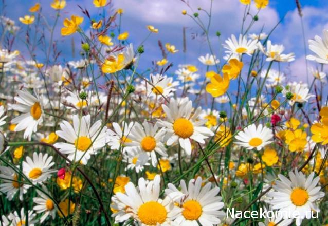 Наши Дни Рождения