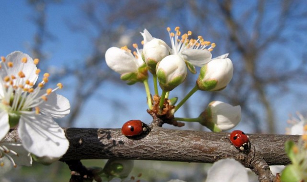Дамы эпохи - Болталка №2 (соседняя палата)