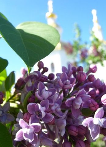 Дамы эпохи - Болталка №2 (соседняя палата)