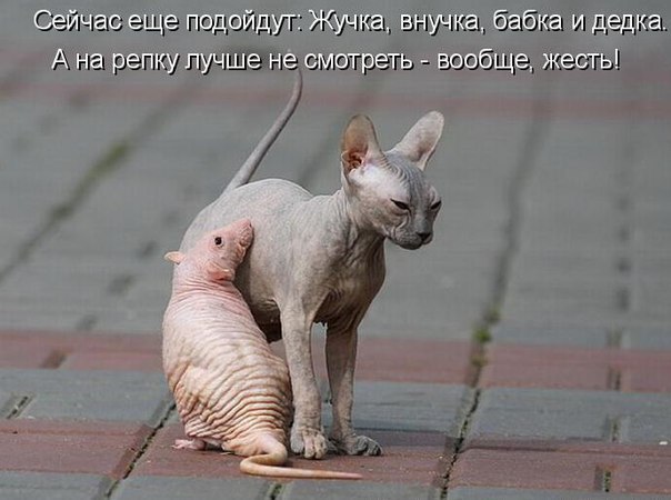 olga63- не знаю что получится