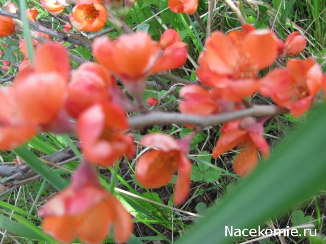 Куклы в народных костюмах – "Девчушки-болтушки"