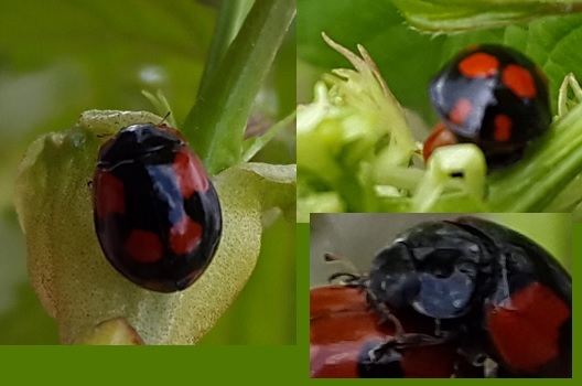 Фото насекомых (не из журнала)