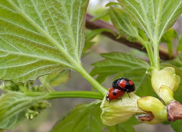 Фото насекомых (не из журнала)