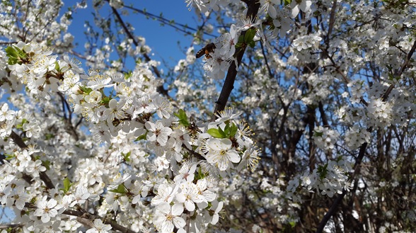 Фото насекомых (не из журнала)
