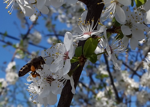 Фото насекомых (не из журнала)