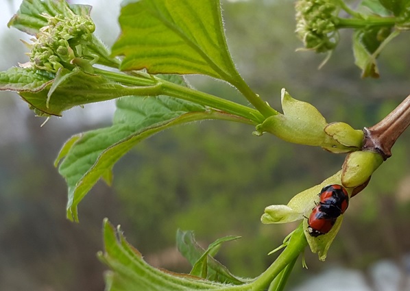 Фото насекомых (не из журнала)