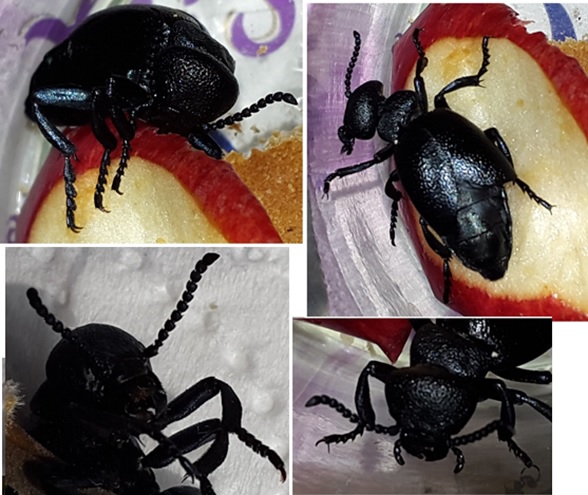 Фото насекомых (не из журнала)