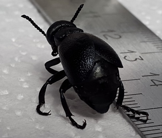 Фото насекомых (не из журнала)