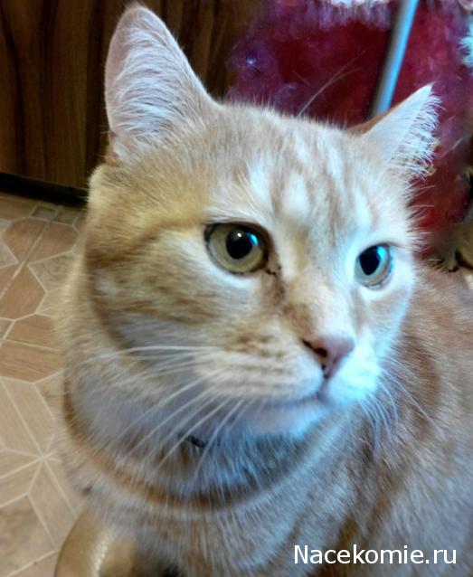 Moshule - Стройка века