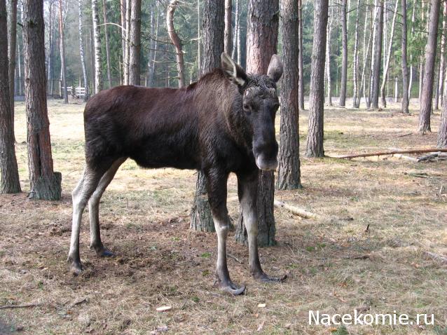 Белорусский праздничный костюм Гродненской губернии