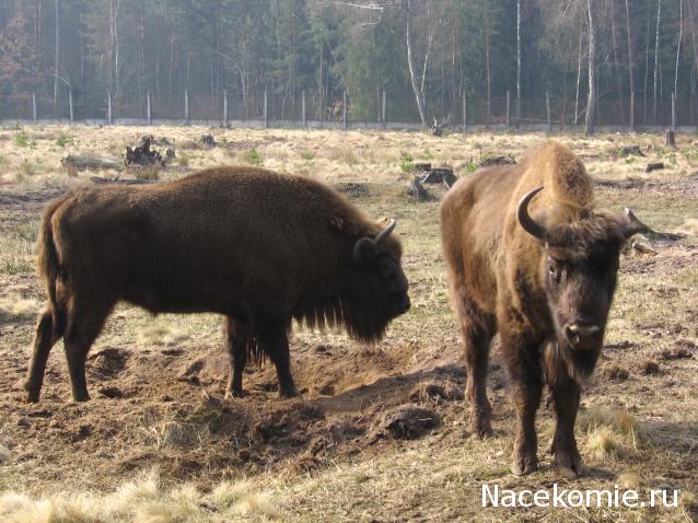 Белорусский праздничный костюм Гродненской губернии