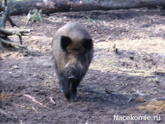 Белорусский праздничный костюм Гродненской губернии