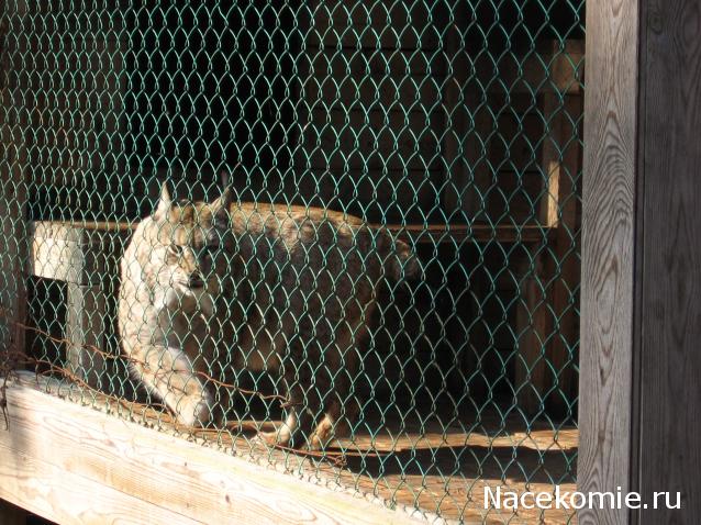 Белорусский праздничный костюм Гродненской губернии