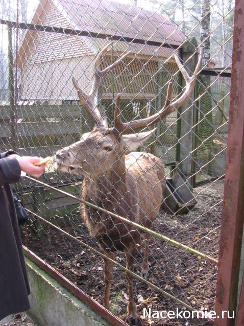 Белорусский праздничный костюм Гродненской губернии