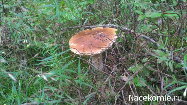 Мой любимый город или дорогие сердцу места