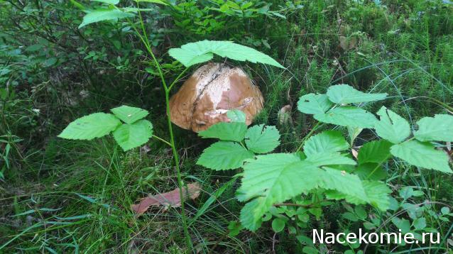 Мой любимый город или дорогие сердцу места