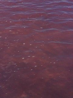 Мой любимый город или дорогие сердцу места