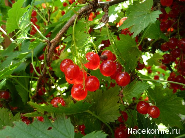 Куклы в народных костюмах – "Девчушки-болтушки"