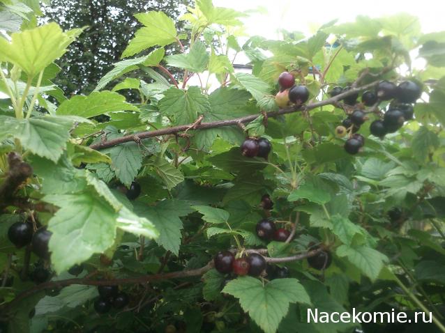 Куклы в народных костюмах – "Девчушки-болтушки"