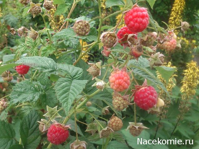 Куклы в народных костюмах – "Девчушки-болтушки"