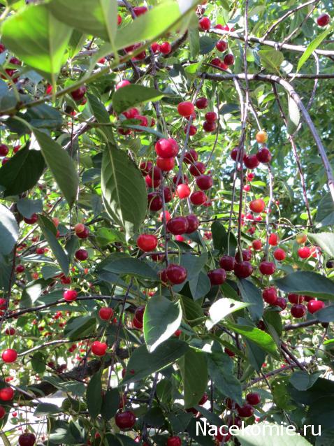 Куклы в народных костюмах – "Девчушки-болтушки"