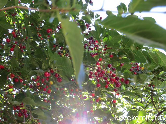 Куклы в народных костюмах – "Девчушки-болтушки"