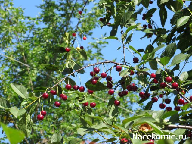 Куклы в народных костюмах – "Девчушки-болтушки"