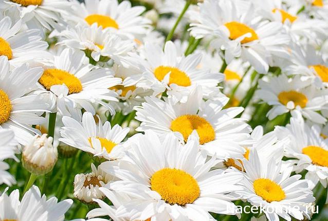 Наши Дни Рождения