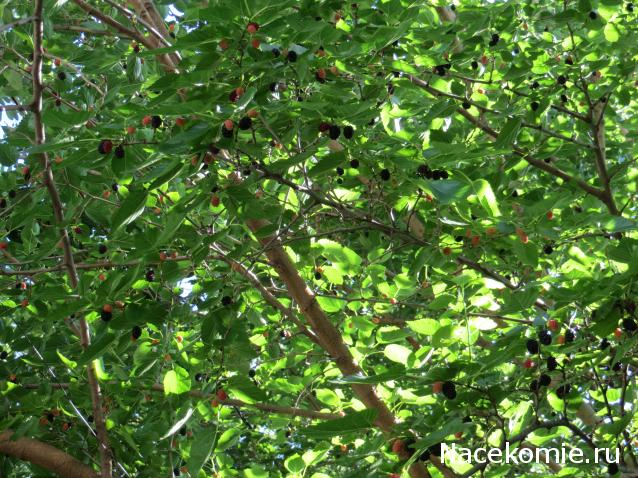 Куклы в народных костюмах – "Девчушки-болтушки"