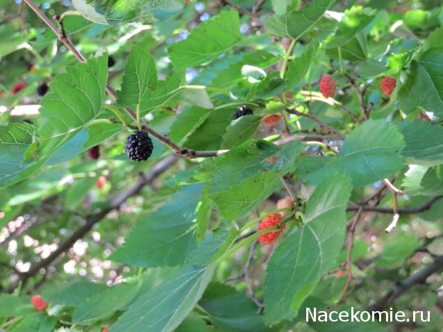 Куклы в народных костюмах – "Девчушки-болтушки"