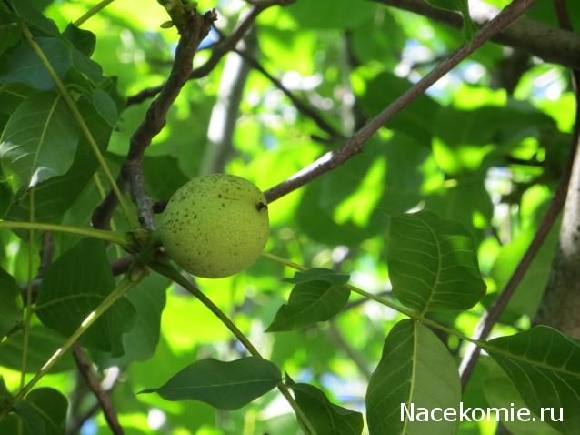 Куклы в народных костюмах – "Девчушки-болтушки"