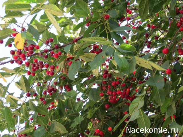 Куклы в народных костюмах – "Девчушки-болтушки"