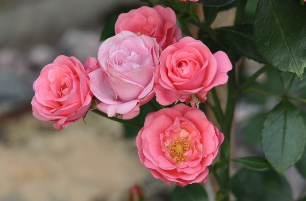 Наши Дни Рождения