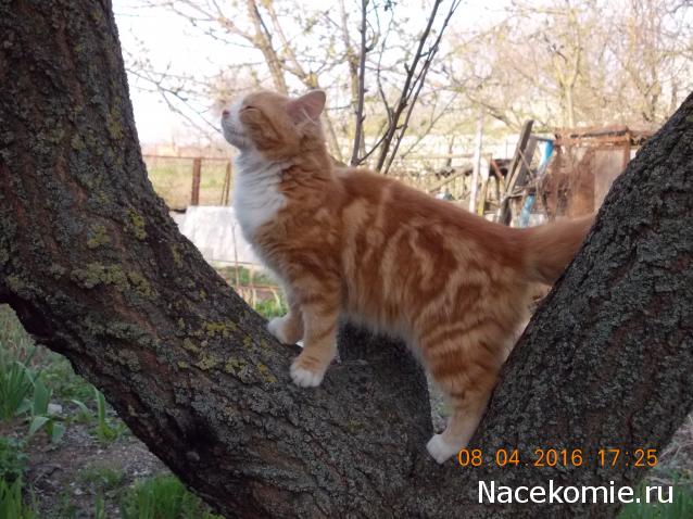 Куклы в народных костюмах – "Девчушки-болтушки"