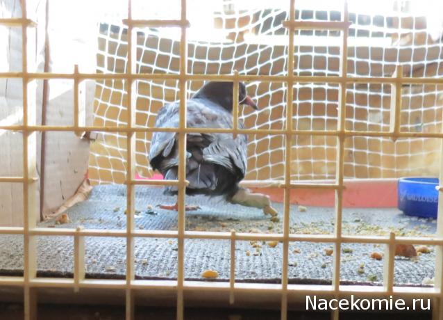 Тракторная болталка