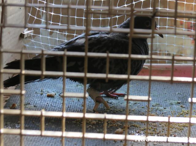 Тракторная болталка