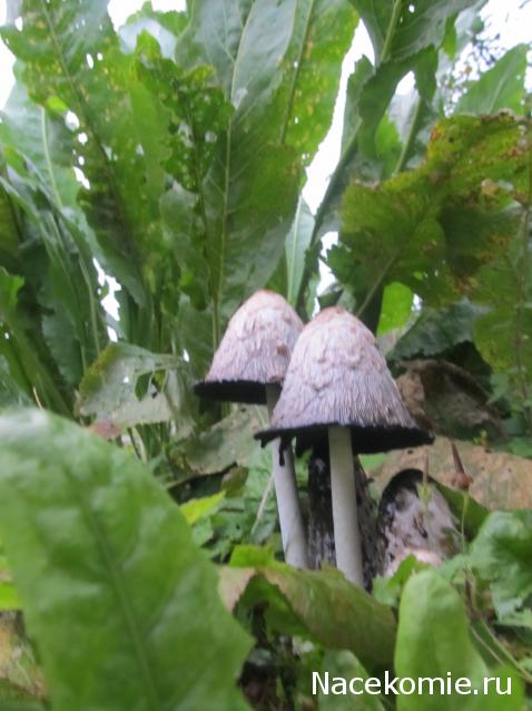 Margaritka. Гасиенда Каса де лос Суэньос