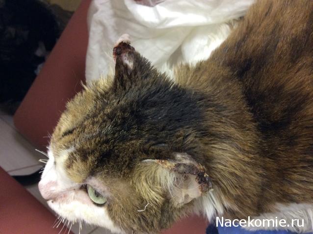 Помощь бездомным животным