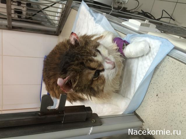 Помощь бездомным животным