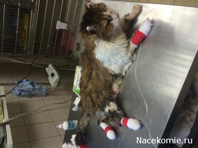 Помощь бездомным животным