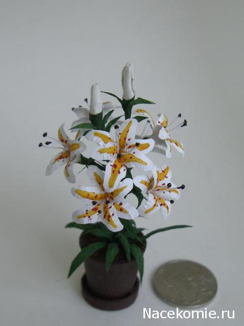 daffodil - Румбокс в бордовых тонах