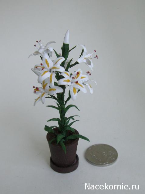 daffodil - Румбокс в бордовых тонах