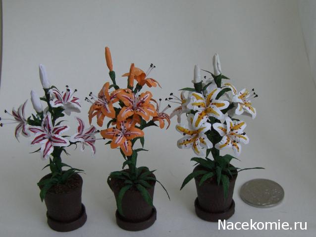 daffodil - Румбокс в бордовых тонах