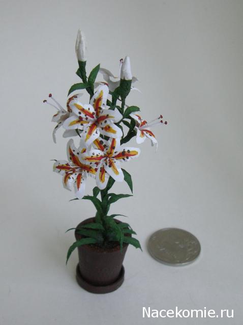 daffodil - Румбокс в бордовых тонах