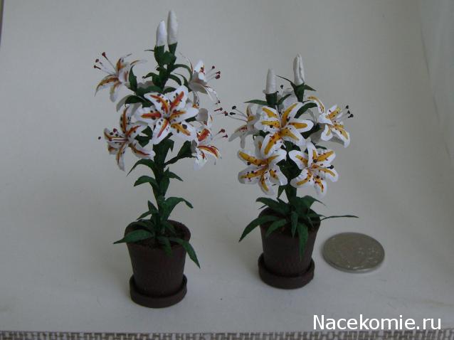 daffodil - Румбокс в бордовых тонах