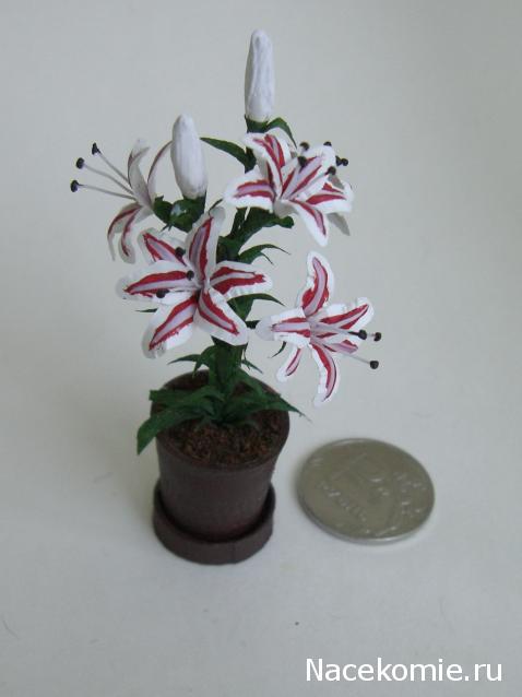 daffodil - Румбокс в бордовых тонах