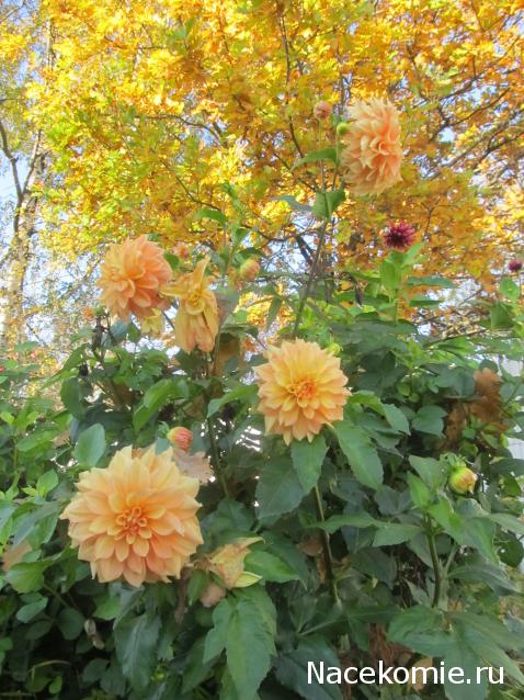 Margaritka. Гасиенда Каса де лос Суэньос