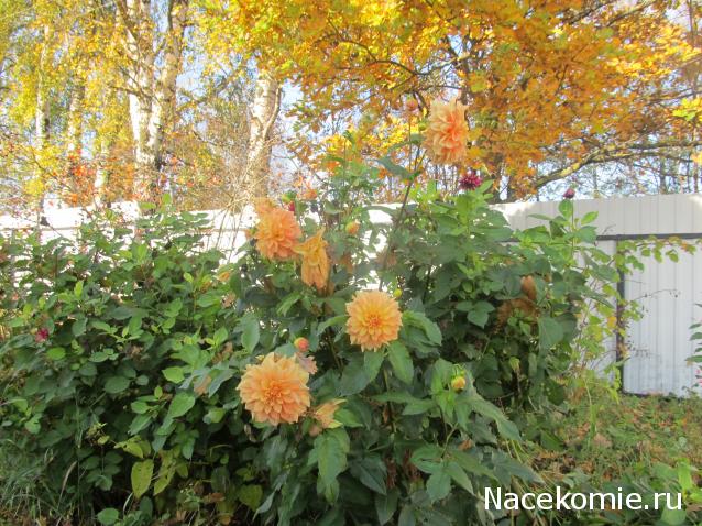 Margaritka. Гасиенда Каса де лос Суэньос