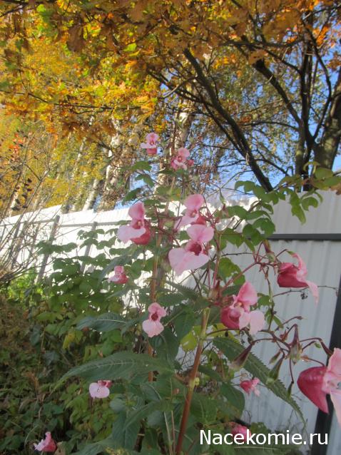 Margaritka. Гасиенда Каса де лос Суэньос