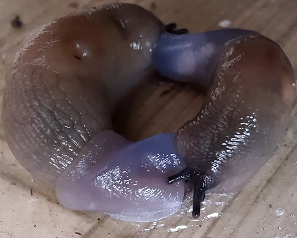 Помощь в определении насекомых